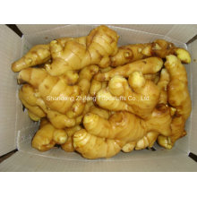 2016 New Crop Good Quality Fresh Ginger